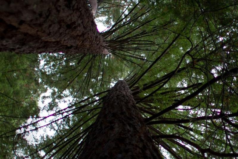 NSF grant will help Nicole Ardoin design educational interventions in coastal redwood forests. (Photo: Lauren Oakes)