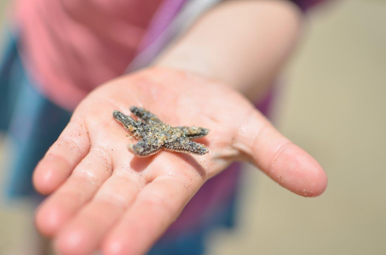 A girl holds a sea star. Zoos and aquariums are among the most popular venues for informal STEM learning