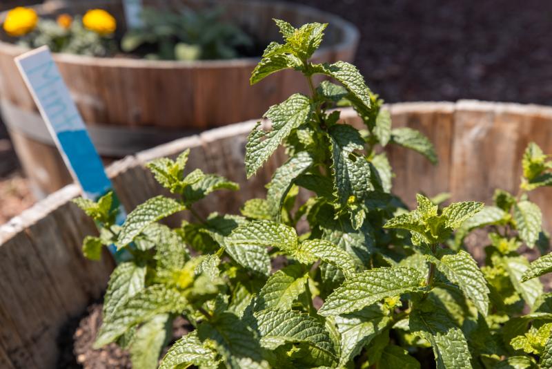 Students grew a wide variety of vegetables and herbs in Lakewood Elementary’s garden. (Photo: Andrew Brodhead)