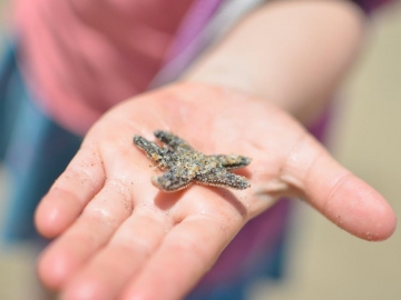 A girl holds a sea star. Zoos and aquariums are among the most popular venues for informal STEM learning