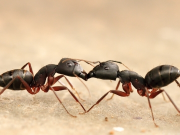 There are more than 14,000 ant species for science classes to investigate. (Photo by Rakeshkdogra/Wikimedia Commons)